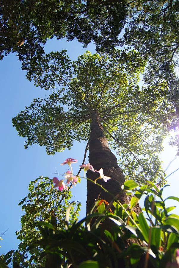 Tree House Hotel Sisaket מראה חיצוני תמונה